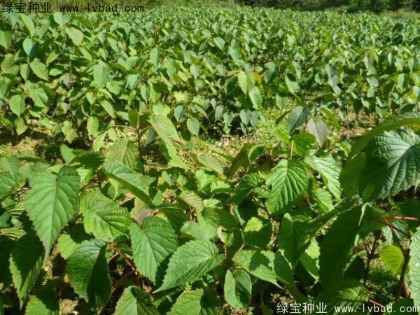 珙桐<a href='http://www.njszjj.com/' target='_blank'>種子</a>