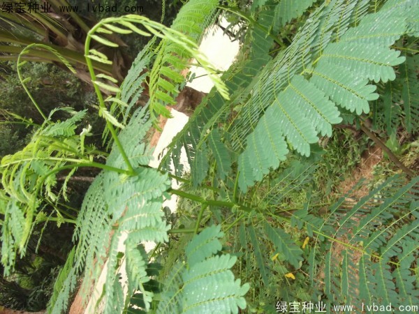 <a href='http://www.njszjj.com/linmuzhongzi/2204.html' target='_blank'>鳳凰木</a><a href='http://www.njszjj.com/' target='_blank'>種子</a>