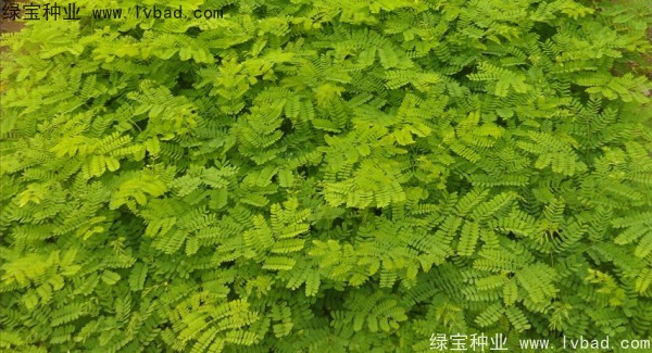 <a href='http://www.njszjj.com/linmuzhongzi/2204.html' target='_blank'>鳳凰木種子</a>