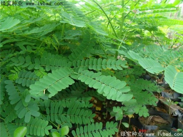 <a href='http://www.njszjj.com/linmuzhongzi/2204.html' target='_blank'>鳳凰木種子</a>