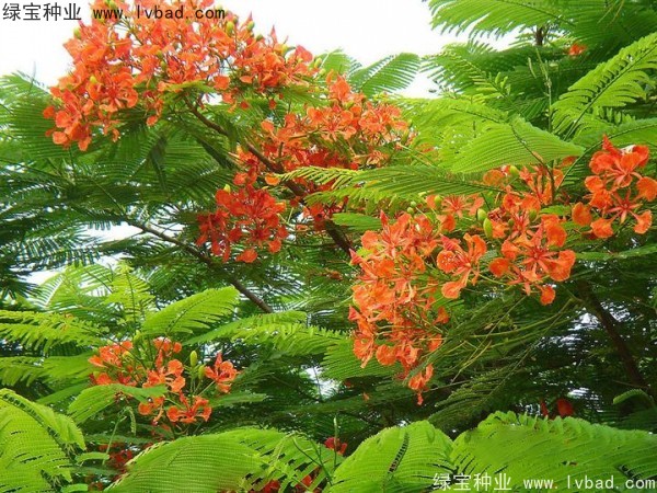 <a href='http://www.njszjj.com/linmuzhongzi/2204.html' target='_blank'>鳳凰木種子</a>