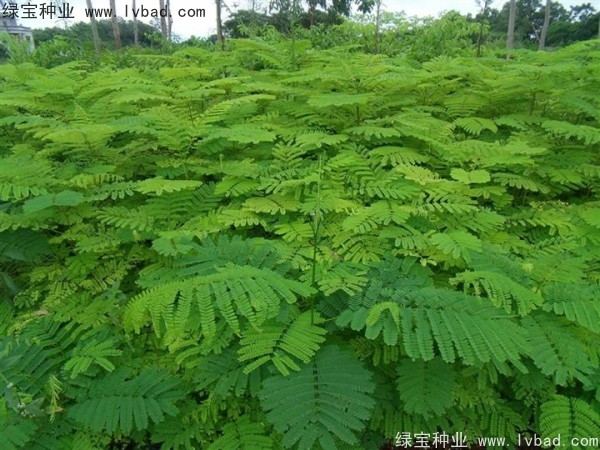 鳳凰木<a href='http://www.njszjj.com/' target='_blank'>種子</a>