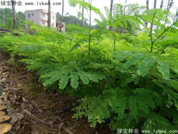 鳳凰木<a href='http://www.njszjj.com/' target='_blank'>種子</a>