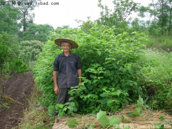 拐棗<a href='http://www.njszjj.com/' target='_blank'>種子</a>