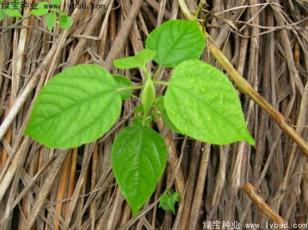 <a href='http://www.njszjj.com/linmuzhongzi/2205.html' target='_blank'>拐棗</a><a href='http://www.njszjj.com/' target='_blank'>種子</a>