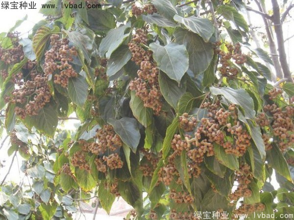 <a href='http://www.njszjj.com/linmuzhongzi/2205.html' target='_blank'>拐棗種子</a>