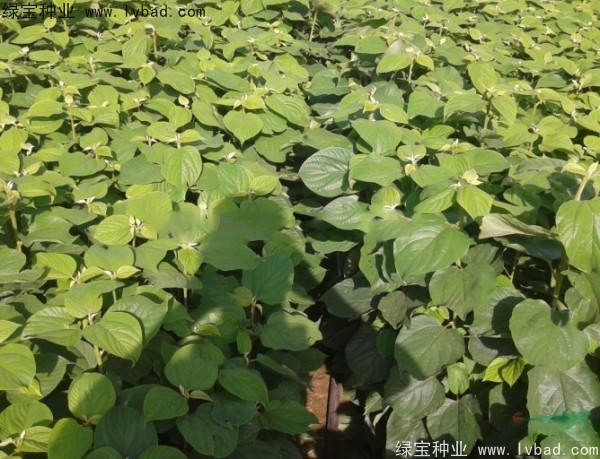 <a href='http://www.njszjj.com/linmuzhongzi/2205.html' target='_blank'>拐棗種子</a>
