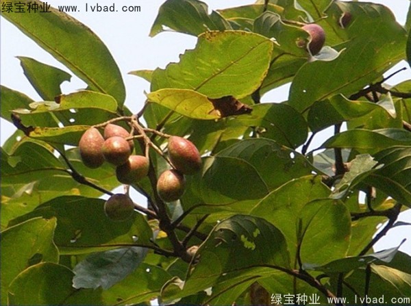 <a href='http://www.njszjj.com/linmuzhongzi/2206.html' target='_blank'>大金果種子</a>