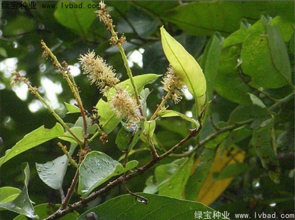 <a href='http://www.njszjj.com/linmuzhongzi/2206.html' target='_blank'>大金果</a><a href='http://www.njszjj.com/' target='_blank'>種子</a>