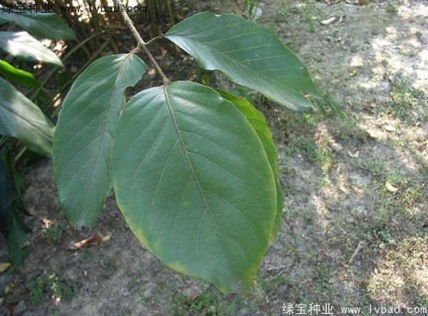<a href='http://www.njszjj.com/linmuzhongzi/2206.html' target='_blank'>大金果種子</a>
