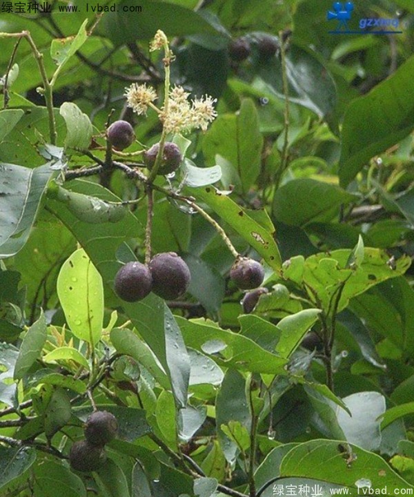 <a href='http://www.njszjj.com/linmuzhongzi/2206.html' target='_blank'>大金果種子</a>