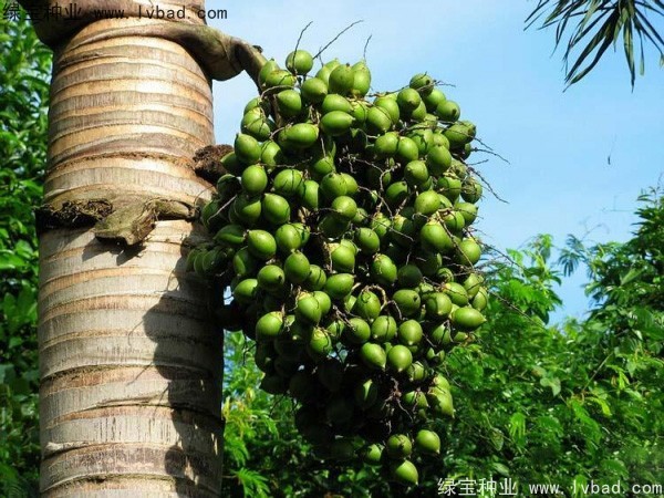<a href='http://www.njszjj.com/linmuzhongzi/2207.html' target='_blank'>檳榔種子</a>