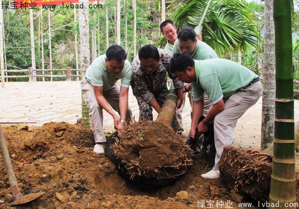 檳榔<a href='http://www.njszjj.com/' target='_blank'>種子</a>