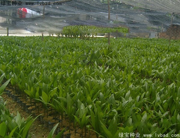 <a href='http://www.njszjj.com/linmuzhongzi/2207.html' target='_blank'>檳榔種子</a>