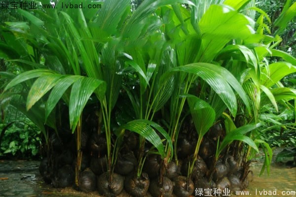 <a href='http://www.njszjj.com/linmuzhongzi/2207.html' target='_blank'>檳榔</a><a href='http://www.njszjj.com/' target='_blank'>種子</a>