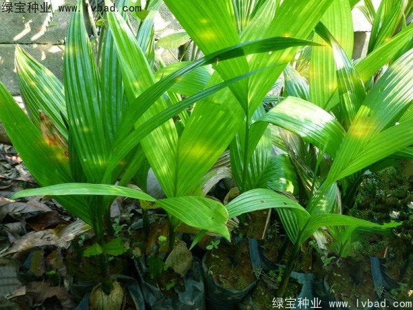 <a href='http://www.njszjj.com/linmuzhongzi/2207.html' target='_blank'>檳榔種子</a>