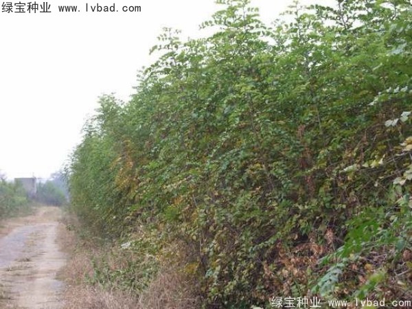 <a href='http://www.njszjj.com/linmuzhongzi/2208.html' target='_blank'>馬甲子種子</a>
