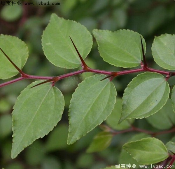 <a href='http://www.njszjj.com/linmuzhongzi/2208.html' target='_blank'>馬甲子種子</a>