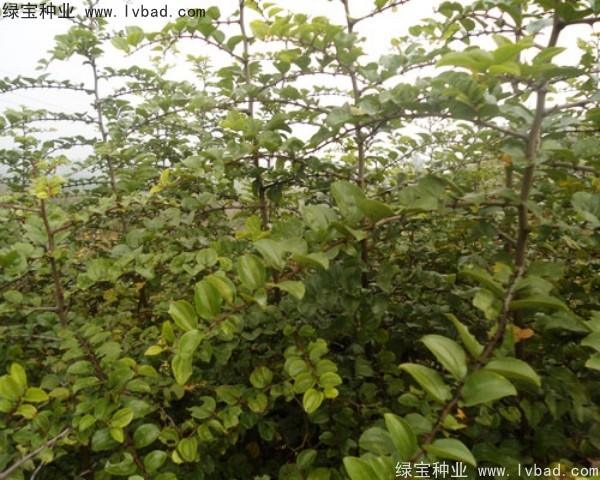 <a href='http://www.njszjj.com/linmuzhongzi/2208.html' target='_blank'>馬甲子種子</a>
