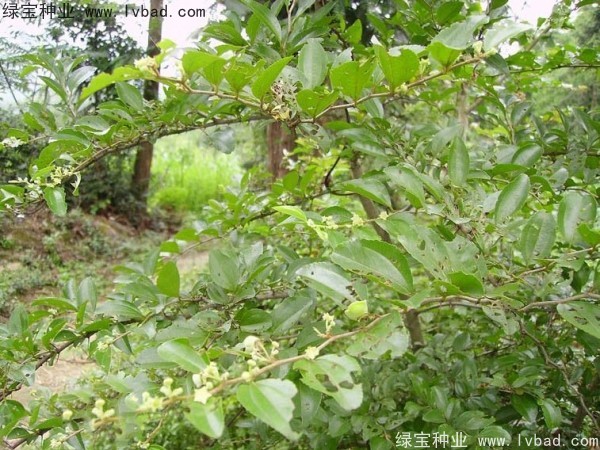 <a href='http://www.njszjj.com/linmuzhongzi/2208.html' target='_blank'>馬甲子</a><a href='http://www.njszjj.com/' target='_blank'>種子</a>