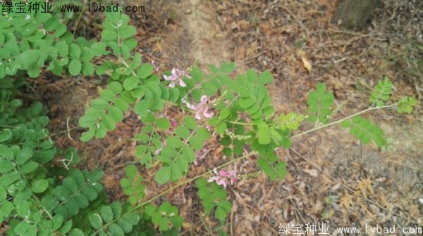 <a href='http://www.njszjj.com/linmuzhongzi/2209.html' target='_blank'>馬棘種子</a>