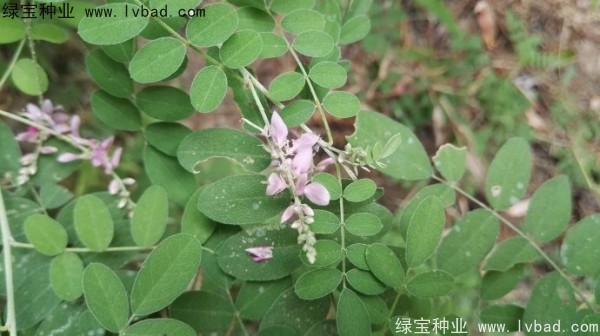 馬棘<a href='http://www.njszjj.com/' target='_blank'>種子</a>