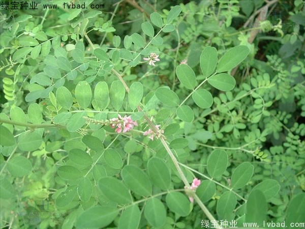 <a href='http://www.njszjj.com/linmuzhongzi/2209.html' target='_blank'>馬棘種子</a>