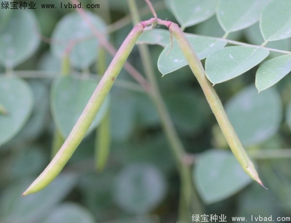 <a href='http://www.njszjj.com/linmuzhongzi/2209.html' target='_blank'>馬棘種子</a>