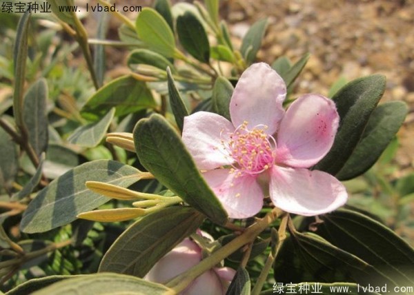 <a href='http://www.njszjj.com/linmuzhongzi/2210.html' target='_blank'>桃金娘種子</a>