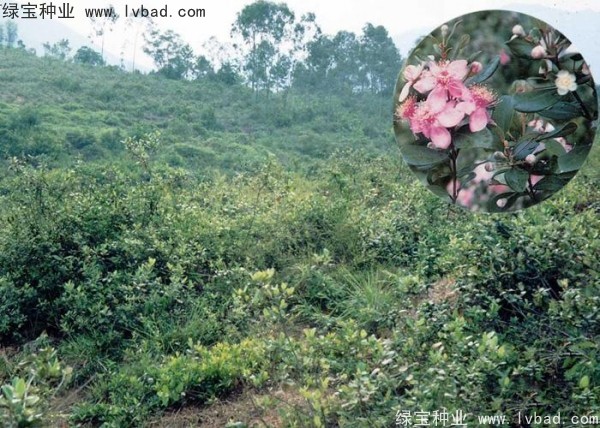 <a href='http://www.njszjj.com/linmuzhongzi/2210.html' target='_blank'>桃金娘種子</a>