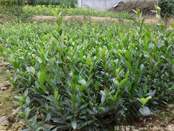 中華文母<a href='http://www.njszjj.com/' target='_blank'>種子</a>