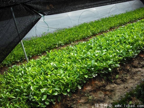 <a href='http://www.njszjj.com/linmuzhongzi/2212.html' target='_blank'>梔子花種子</a>