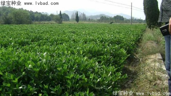 <a href='http://www.njszjj.com/linmuzhongzi/2212.html' target='_blank'>梔子花</a><a href='http://www.njszjj.com/' target='_blank'>種子</a>