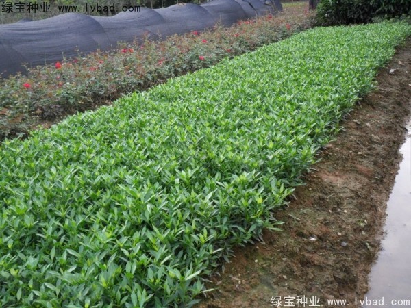 <a href='http://www.njszjj.com/linmuzhongzi/2212.html' target='_blank'>梔子花</a><a href='http://www.njszjj.com/' target='_blank'>種子</a>