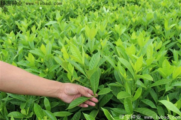 <a href='http://www.njszjj.com/linmuzhongzi/2212.html' target='_blank'>梔子花種子</a>