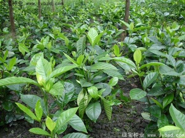 梔子花<a href='http://www.njszjj.com/' target='_blank'>種子</a>