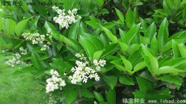 <a href='http://www.njszjj.com/linmuzhongzi/2213.html' target='_blank'>日本女貞種子</a>