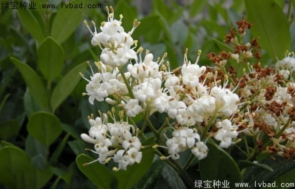日本女貞<a href='http://www.njszjj.com/' target='_blank'>種子</a>