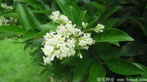 日本女貞<a href='http://www.njszjj.com/' target='_blank'>種子</a>