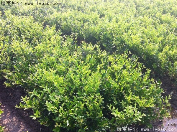 <a href='http://www.njszjj.com/linmuzhongzi/2213.html' target='_blank'>日本女貞種子</a>