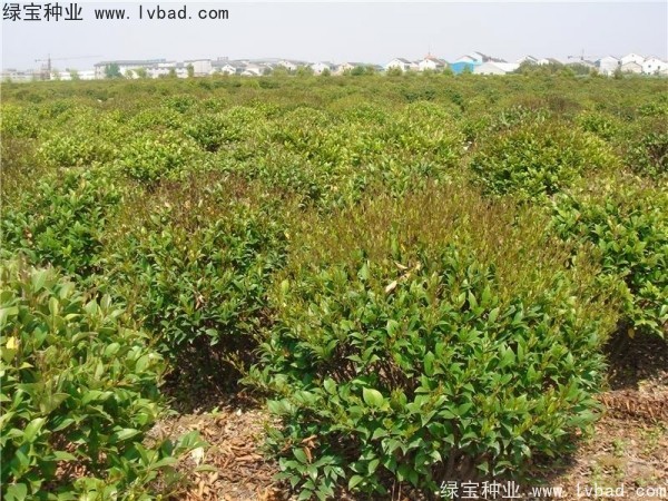 <a href='http://www.njszjj.com/linmuzhongzi/2213.html' target='_blank'>日本女貞</a><a href='http://www.njszjj.com/' target='_blank'>種子</a>