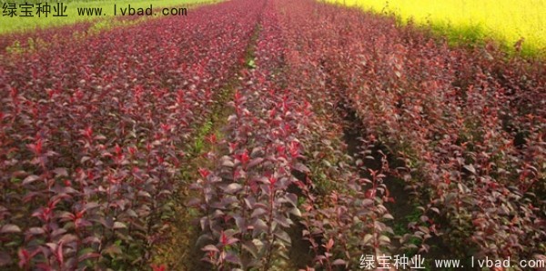 <a href='http://www.njszjj.com/linmuzhongzi/2214.html' target='_blank'>紫葉稠李種子</a>