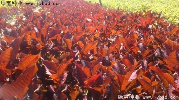 <a href='http://www.njszjj.com/linmuzhongzi/2214.html' target='_blank'>紫葉稠李種子</a>