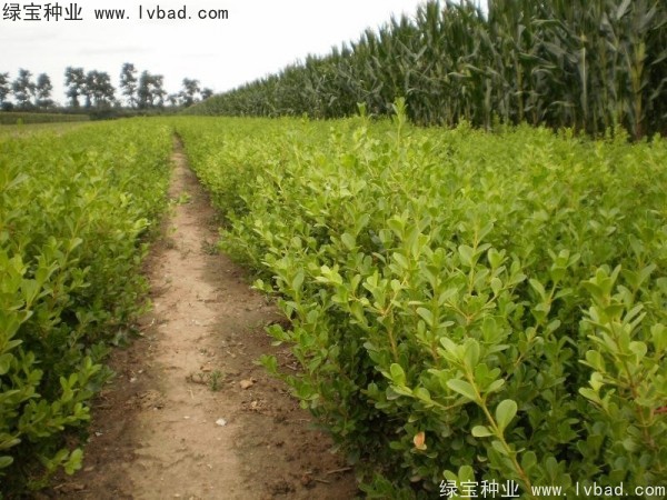 <a href='http://www.njszjj.com/linmuzhongzi/2215.html' target='_blank'>瓜子黃楊種子</a>