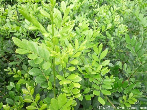<a href='http://www.njszjj.com/linmuzhongzi/2216.html' target='_blank'>千里香</a><a href='http://www.njszjj.com/' target='_blank'>種子</a>
