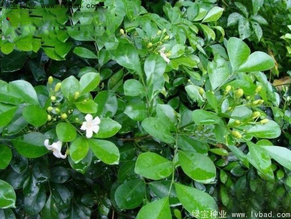 <a href='http://www.njszjj.com/linmuzhongzi/2216.html' target='_blank'>千里香種子</a>