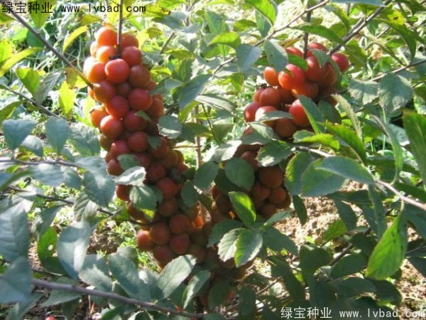 鈣果<a href='http://www.njszjj.com/' target='_blank'>種子</a>