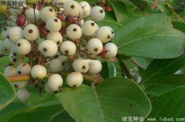 <a href='http://www.njszjj.com/linmuzhongzi/2219.html' target='_blank'>涼子木種子</a>