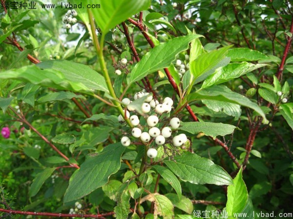 <a href='http://www.njszjj.com/linmuzhongzi/2219.html' target='_blank'>涼子木種子</a>