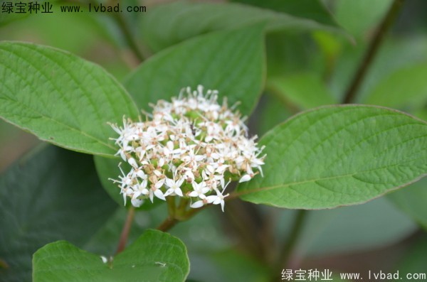 <a href='http://www.njszjj.com/linmuzhongzi/2219.html' target='_blank'>涼子木</a><a href='http://www.njszjj.com/' target='_blank'>種子</a>